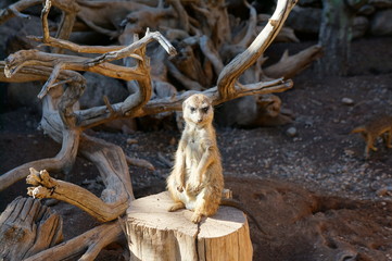 Erdmännchen