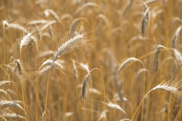 Close up of ears of wheat in a grain field on a sunny summer day