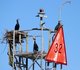 birds on a wire