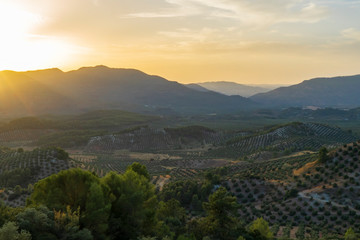 Fototapeta na wymiar Landscape of olive trees and mountains at sunset near Segura de la Sierra in the province of Jaen - Spain