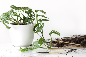 Monstera Monkey Mask after transplant.Beautiful Monstera flower in a white pot stands on a glass table on a white background.Houseplant, soil and transplanting tools: the concept of houseplant care