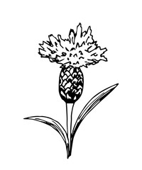 Hand drawn ink vector drawing. Cornflower, stem, bud, petal isolated on a white background. Field, meadow plants, nature, botany. For print, stickers, labels.