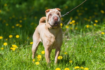 Shar Pei dog on a leash in green grass background