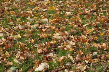 fallen maple leaves texture background