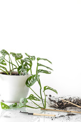 Monstera Monkey Mask after transplant.Beautiful Monstera flower in a white pot stands on a glass table on a white background.Houseplant, soil and transplanting tools: the concept of houseplant care