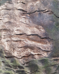 wood texture surface with old natural pattern for decorative and creative design background
