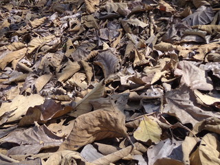 dry leaves in the ground