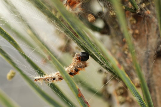 53 Best Chenille Processionnaire Images Stock Photos Vectors Adobe Stock