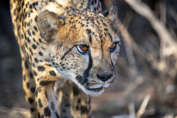 Alerted and on guard cheetah carefully sneaking through the bush hunting for prey