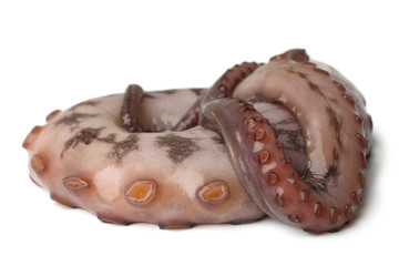 Tentacle of octopus