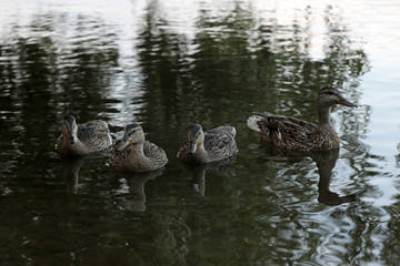 Wild duck with ducklings swimming in a pond