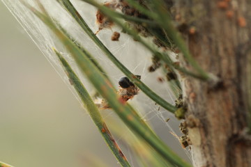 Chenille processionnaire encore dans son cocon
