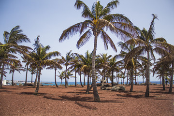 Fototapeta na wymiar palm trees on the beach in Playa Blanca, Lanzarote, Spain 