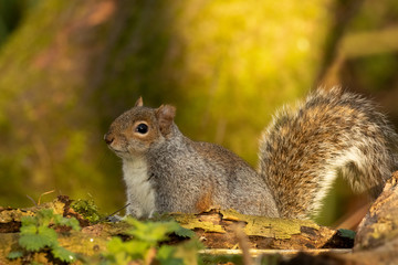 Grey squirrel, sciurus carolinensis, peering out over a fallen branch