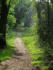 Obraz premium footpath in the woods