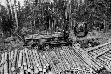 An industrial harvester collects logs from a felling in a pine forest