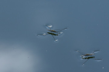 Pond skater, aka Strider, Gerris lacustris, eat small insects on the pond surface