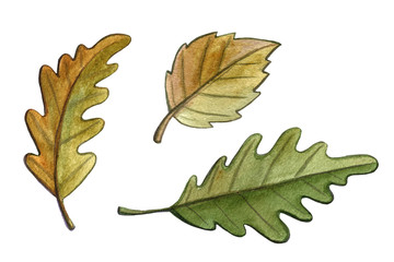 Watercolor autumn illustration. Hand drawn green and yellow leaves isolated on white background. Harvesting season