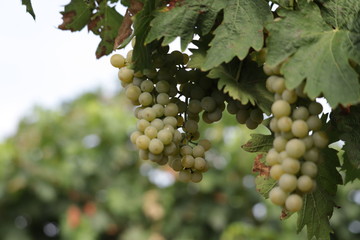 grapes on vine