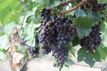 bunch of grapes