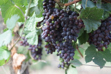 bunch of grapes