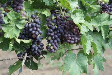 grapes on vine