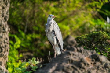 Ulleung, South Korea - 04.27.2020 - Bird on Ulleung island