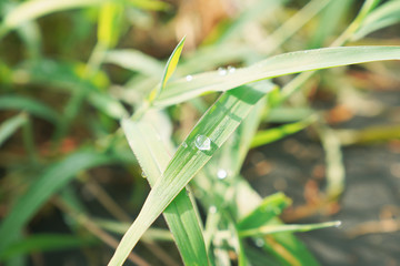 잔디위에 앉은 햇살을 가득 머금은 이슬