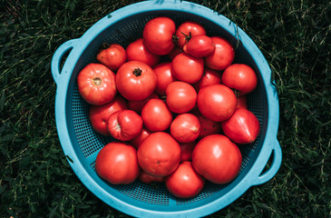 Delicious and healthy fresh aromatic vegetables from the garden, organic vegetarian raw food. A lot of red fresh-picked tomatoes are lying in a blue bowl in the grass.