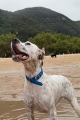 Friendly English Pointer on a peaceful beach with the sea behind him on a cloudy day