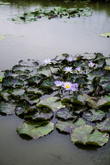 한 폭의 수채화같은 보라색 수련