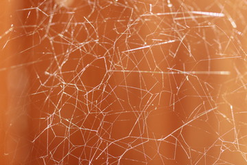 Toile d'araignée
