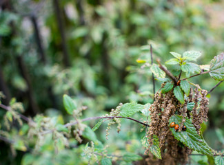 green background with small lady bug photo