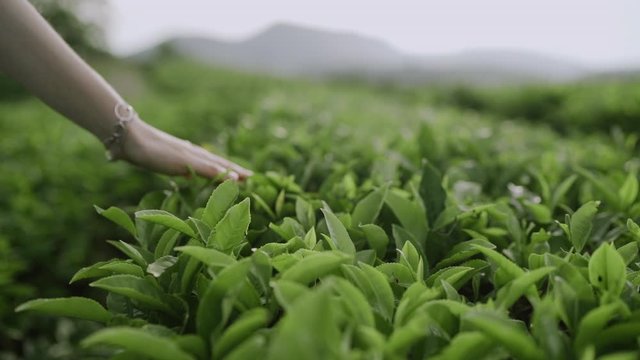 Hand touching tea leaves on the plantation