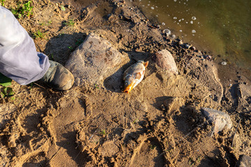 The mirror carp lying on the sandy shore of a pond just after being caught by an angler.