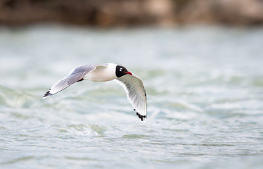 Franklin Gulls