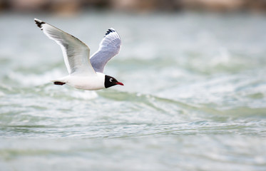 Franklin Gulls