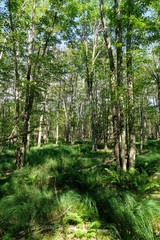 Fototapeta na wymiar Tall Pine Trees in a New England Forest - Acadia Maine