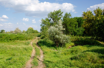landscape with trees