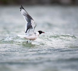 Franklin Gulls