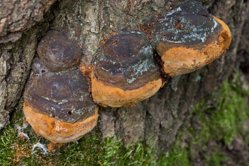 polypore fungus on tree trunk closeup