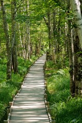 Fototapeta na wymiar Scenic Wood Hiking Path in Dense Forest