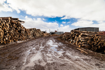 Pile of brich logs near dirty spring road