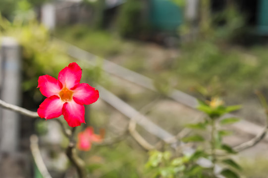A Pink Adenium flower in the garden of Wat Intharawihan temple in Bangkok Thailand 
