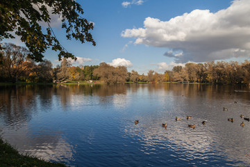 Small lake autumn park landscape with bright trees