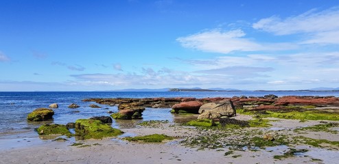 cows on the shore of the river