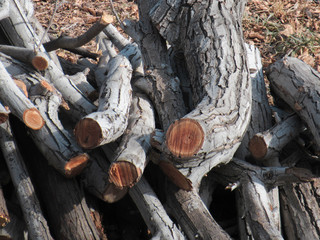 Background of cut logs