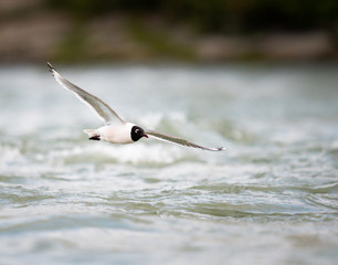 Franklin Gulls