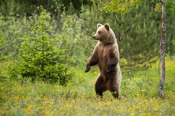 Magnificent brown bear, ursus arctos, standing erect on rear legs in forest in summer. Strong...