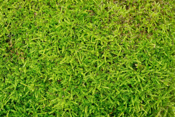 Pleurozium schreberi green moss macro